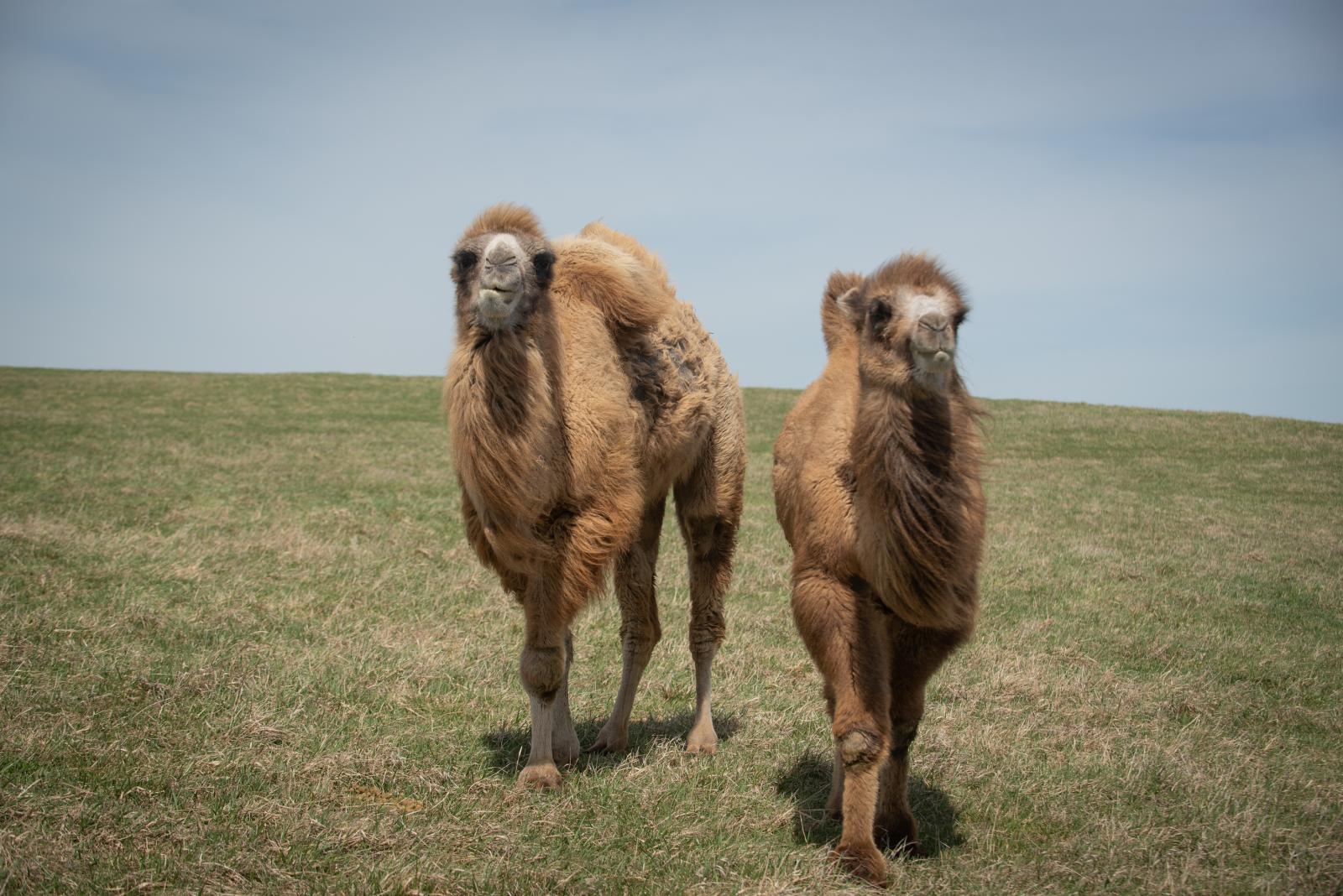 Bactrian Camel | The Wilds